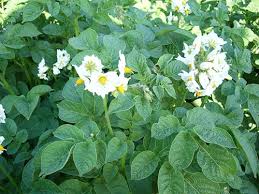 Image result for Solanum tuberosum