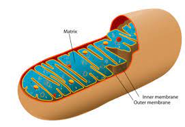 Cellular Respiration Ck 12 Foundation