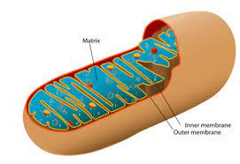 Tle1.it is essential so do not washed greens too highly or pack too firmly.2.these should offer enough variety. Cellular Respiration Ck 12 Foundation