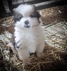 Maybe you would like to learn more about one of these? Schakel S Akc Great Pyrenees Bernese Mountain Dogs Posts Facebook