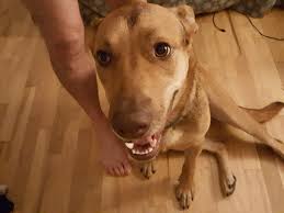 It was junk, sent by an unknown third party who is not using feedblitz to send their emails or manage their rss feeds. Companion Pet Clinic 3068 Lancaster Drive Northeast Salem Reviews And Appointments Topvet