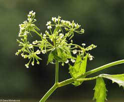 Image result for Berula erecta