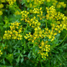 Image result for Ruta graveolens