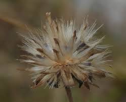 Image result for Tridax