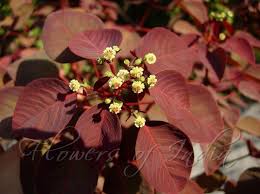 Image result for Euphorbia cotinifolia