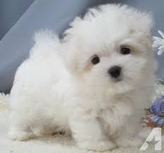 What is a teacup maltese? Teacup Toy Maltipoo Puppies For Sale On Long Island New York Call Anytime At 631 923 3112 Maltipoo Puppy Puppies Teacup Puppies Maltese