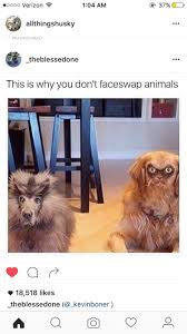 Keep Animals Away From Faceswap Or This Will Happen Funny Animal Memes Funny Animals Funny Animal Pictures