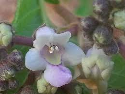 Image result for Vitex madiensis
