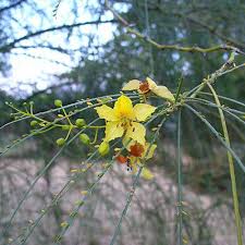 Image result for Plicosepalus amplexicaulis