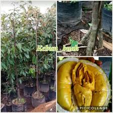 Tanaman ini menyukai daerah yang beriklim basah atau. Tanaman Durian Musang King Kaki 3 Super Tinggi 2 Meter Up Shopee Indonesia