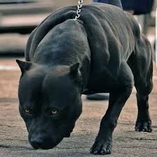 The brindle pitbull is an excellent example. Pitbull Dog Pitbull Dog Black Price