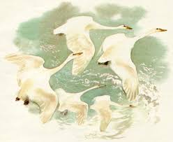 лебеди стадом летели из холодной стороны в тёплые земли Lebedi Tolstoj Chitat Rasskaz Onlajn Skachat Besplatno