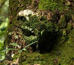 Image result for Peperomia bangroana