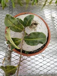 Image result for Raphionacme procumbens