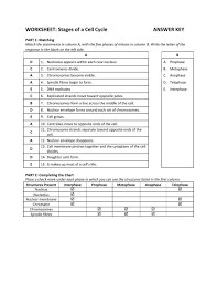 This is the biotechnology questions and answers section on cell cycle with explanation for indiabix provides you lots of fully solved biotechnology (cell cycle) questions and answers with all students, freshers can download biotechnology cell cycle quiz questions with answers as pdf files. Worksheet Stages Of A Cell Cycle Answer Key Teacher