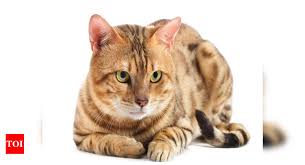 It indicates you have a hidden sense of intuition. Cats Are Lucky Charms Times Of India