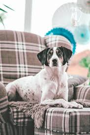 So helfen sie ihrem hund trotz veränderungen, trubel mit kindern oder besuchern und lauten geräuschen entspannt zu bleiben. 5 Geniale Spiele Um Deinen Hund Drinnen Zu Beschaftigen Herr Olaf Backen Basteln Hund Leben Diy Hundeblog