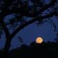 Owl Moon: An Evening Adventure event image