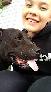 This is Odin and willow. Odin is an xxl bully and blue nose and is 3 years  old. Willow is a dingo and red nose pit and is 6 months old. Both