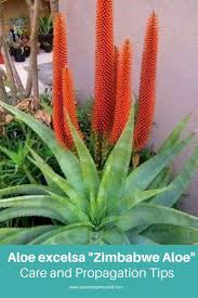 Image result for Aloe excelsa