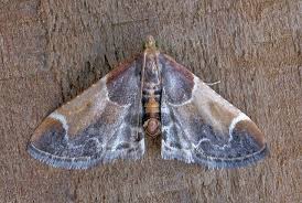 Image result for Pyralis farinalis