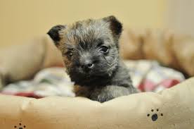 Profile for Cabaret Cairn Terriers