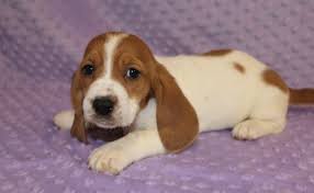 Small family kennel striving to represent the basset hound breed. Wow Charming And Healthy Male And Female Basset Hound Puppies For Free Adoption Drop Your Phone Number 720 388 6037 Denver For Sale Denver Pets Dogs