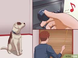 Kopekler Nasil Sakinlestirilir 12 Adim Resimlerle Wikihow