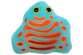 Check spelling or type a new query. Golgi Apparatus