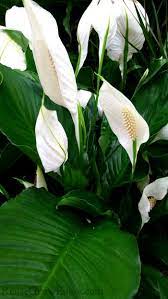 Compare prices & read reviews. 5 Tips How To Care For A Peace Lily Plant Reuse Grow Enjoy