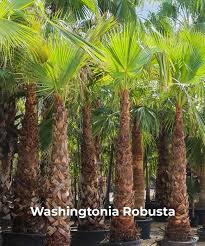 Image result for Washingtonia filifera