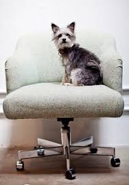 A Chair That Fits Just Right Pawsh Magazine Studio Dog Magazine Office Dog Yorkie Terrier