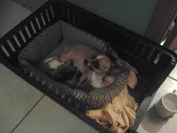 We did not find results for: Teacup Chihuahua For Sale In Orlando Florida Teacup Chihuahua Rescue Florida