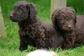 Mini labradoodle puppies for sale. Lovely Chocolate Miniature Labradoodle Puppies Radstock Somerset Pets4homes