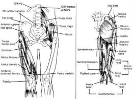 In human anatomy, the thigh is the area between the hip and the knee.anatomically, it is part of the lower limb. Training The Upper Legs