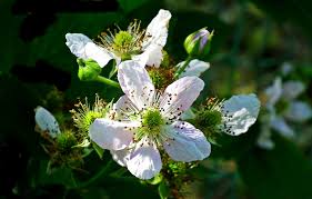Check spelling or type a new query. Blackberry Flowers Fruit Free Photo On Pixabay