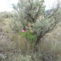 Image result for Kotschya aeschynomenoides