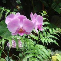 Image result for Diaphananthe odoratissima