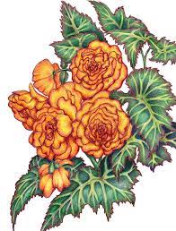 Stylized Begonia Drawing Flower Drawing Digital Flowers Drawings