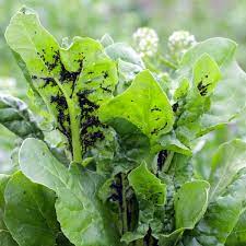 Blend it together well and apply it directly to the plants. 8 Natural Ways To Get Rid Of Aphids Brown Thumb Mama