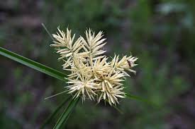 Image result for Cyperus hemisphaericus