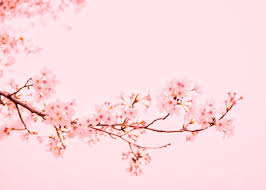 Pin On Cherry Blossom Wallpaper