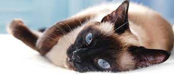 top 5 katzen die wenig haaren tierisch wohnen