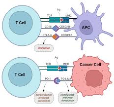 Image result for Immune Checkpoint Inhibitor