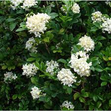 Plants in the genus murraya are shrubs or trees with pinnate arranged alternately, usually glandular, aromatic. Murraya Paniculata Orange Jasmine Palma Verde Exoten V O F