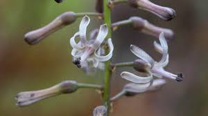 Image result for Drimia