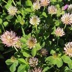 Image result for Trifolium isthmocarpum