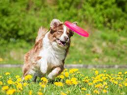 Can you teach dog to catch things? Dog Frisbee Lets Fun Take Flight