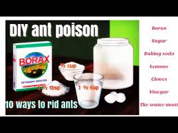 A simple, effective ant bait formula is sugar, water and borax. 6 65 Mb How To Make Homemade Ant Killer With Borax Download Lagu Mp3 Gratis Mp3 Dragon