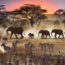 Natgeo On Instagram With Images Africa Travel Serengeti Animals Wild